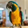 Baby Blue and Gold Macaw For Sale